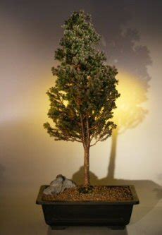 Cryptomeria Bonsai Tree (japonica – Black Dragon) | Meezu