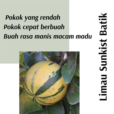 (Real Plant) Pokok Limau Bali Sunkist Batik live outdoor lime fruits ...