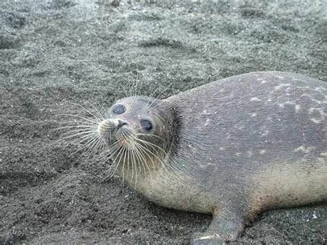 The Caspian Seal is Endangered. It occurs throughout the Caspian Sea, using the winter ice ...