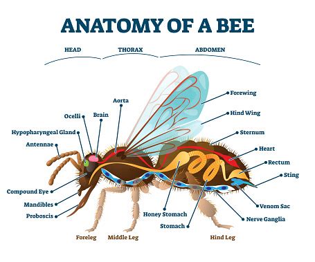 Anatomy Of Bee With Inner Organs Educational Scheme Vector Illustration Stock Illustration ...