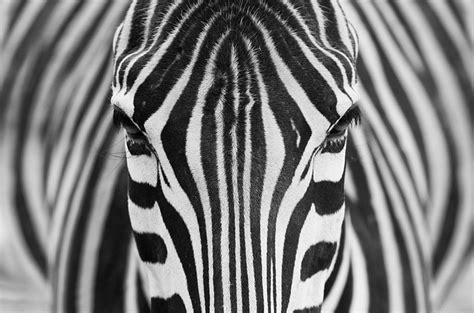 nature-pattern-photography-15 – Paul Canning – Fashion Photographer, Advertising Photographer ...