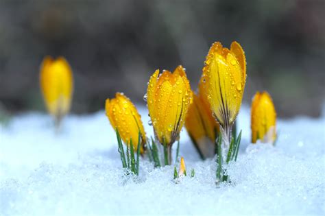 20 Stunning Winter Flowering Plants | Horticulture.co.uk