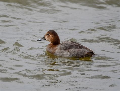 Common Pochard by Jane Rowe - BirdGuides