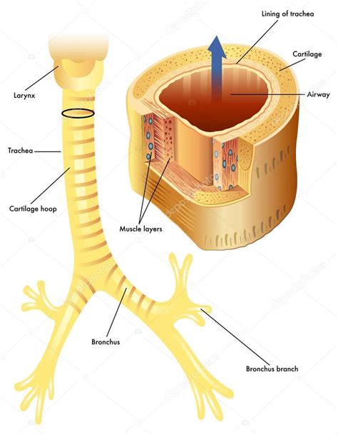 Tracheal Cartilage Diagram