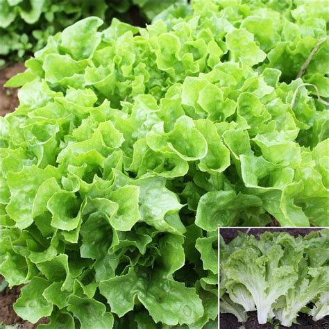 Amazon.com: Lettuce Seeds- Organic Non-GMO "Tango Green Oak Leaf ...