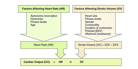 Cardiac Output : Cardiac Output Monitoring & Factors Affecting Cardiac Output