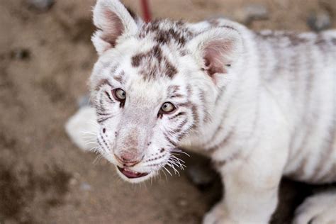 Kisah Pilu Anak Harimau Putih, Bertubuh Kurus dan Dibuang di Tempat Sampah