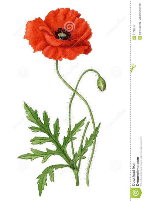 Poppy flower drawing, Poppy flower painting, Poppy flower art