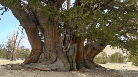 Tough Times for the World's Oldest Trees