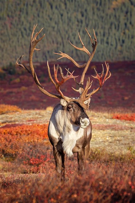 Caribou Antlers