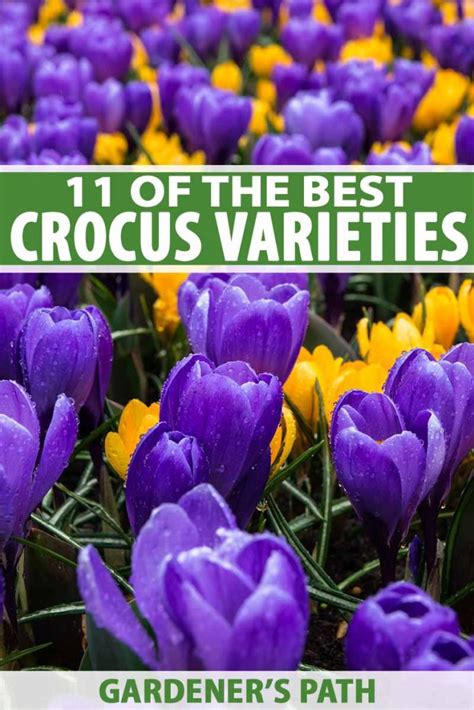 11 of the Best Crocus Varieties for Your Garden | Gardener’s Path