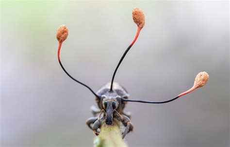 The 'zombie fungus' and the climbing dead - BBC News