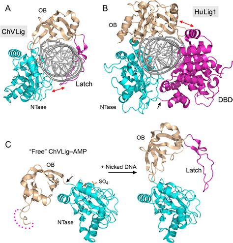 DNA Ligases: Progress and Prospects* - Journal of Biological Chemistry