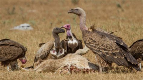 Falconry Displays in Sussex | Falconry Experiences