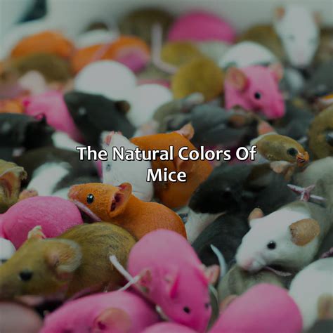 What Color Are Mice - colorscombo.com