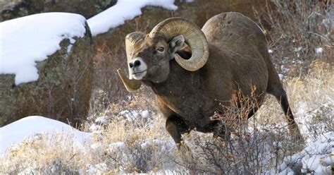 Wildlife watching: A guide to viewing some of Colorado’s majestic animals