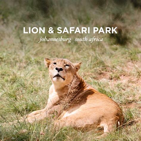 The Lion Park Johannesburg South Africa | One Day Mini Safaris