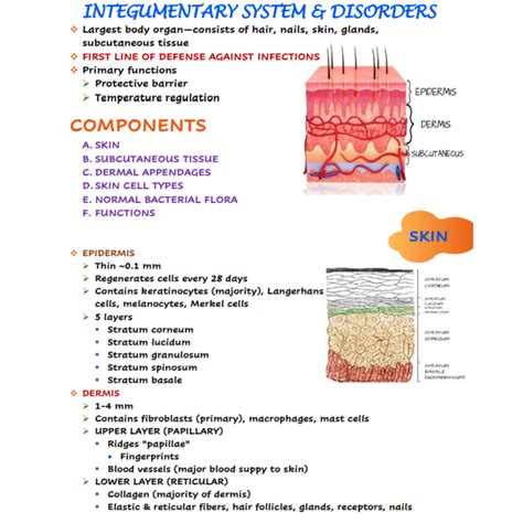 Integumentary System & Disorders Nursing Notes - Scholarly Nurse