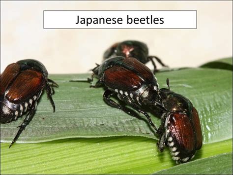 Japanese Beetles | Extension Entomology