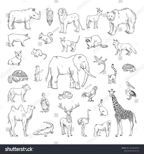 Collection Monochrome Illustrations Animals Sketch Style Stock Vector (Royalty Free) 2054022791 ...