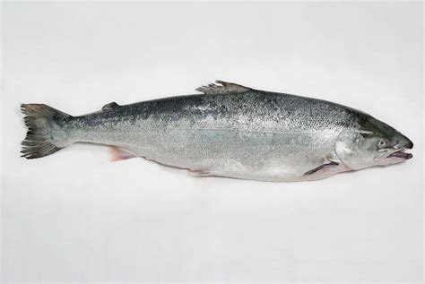 Salmon Fish stock image. Image of food, fresh, cook, healthy - 25652309