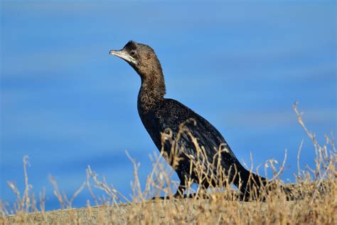 Pygmy Cormorant | Greek Nature Encyclopedia