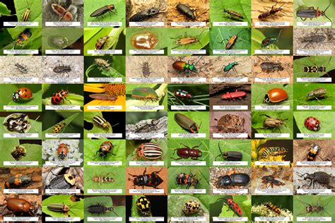 Common Beetle Identification Chart | atelier-yuwa.ciao.jp