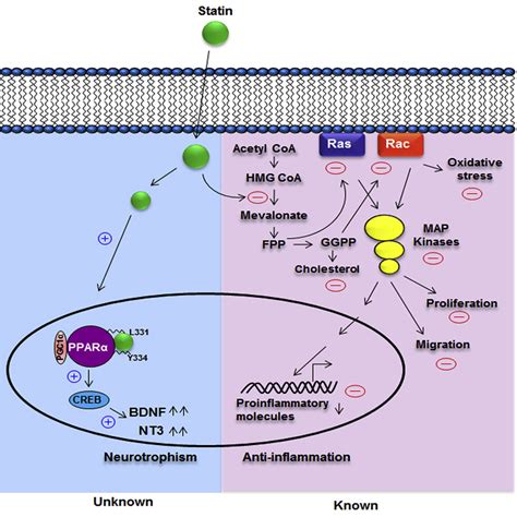 HMG-CoA Reductase Inhibitors Bind to PPARα to Upregulate Neurotrophin Expression in the Brain ...