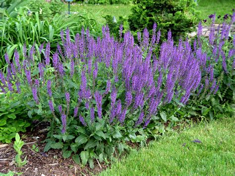 Salvia 'May Night' | Garden Housecalls