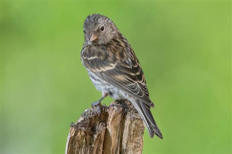 Twite Bird Facts | Carduelis Flavirostris