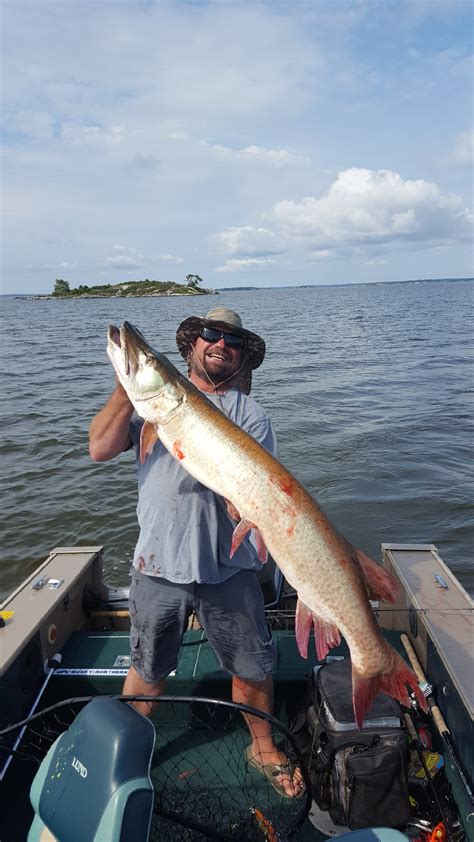 Big muskie caught on Lake of the Woods in Morson, Ontario, ON on 8/8 ...