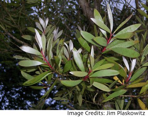 mallteliti: melaleuca tree everglades