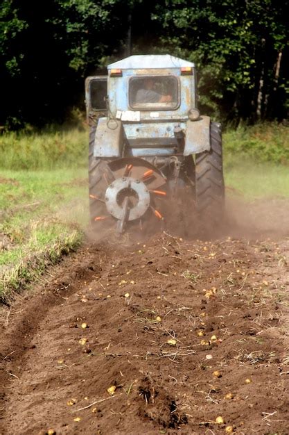 Premium Photo | Potato field harvesting in autumn, vegetable garden