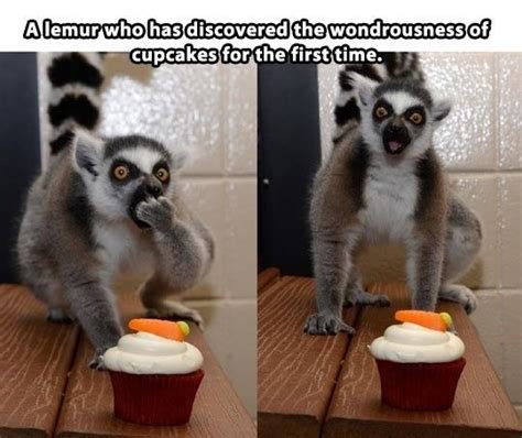 15 Lemur Memes That Will Make Your Wednesday So much Better | Funny ...