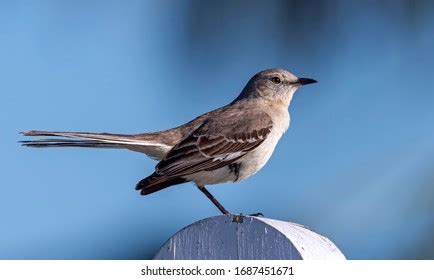 313 Florida mockingbird Images, Stock Photos & Vectors | Shutterstock