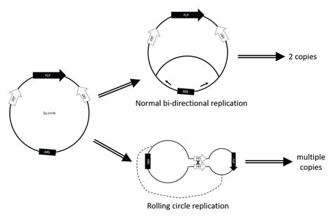 How to Fool-“Proof” Your Experiment: An Introduction to Yeast Plasmids