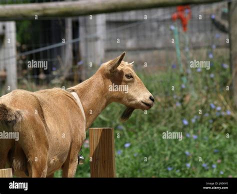 Brown goat beard hi-res stock photography and images - Alamy