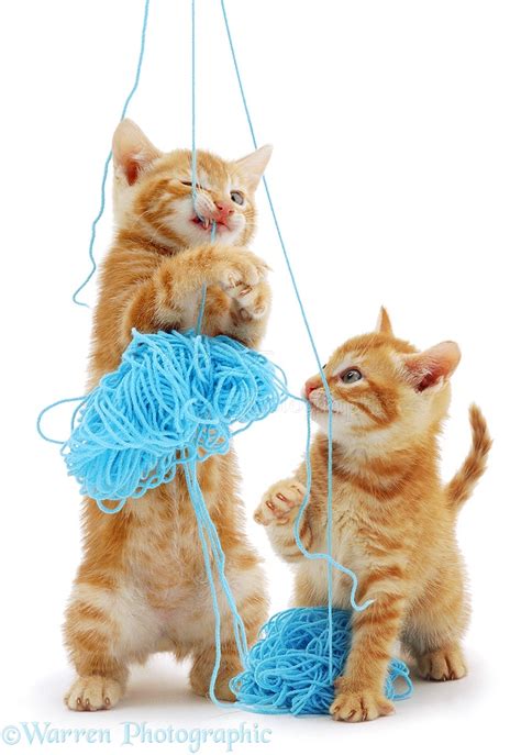 Kittens with blue wool photo WP00964
