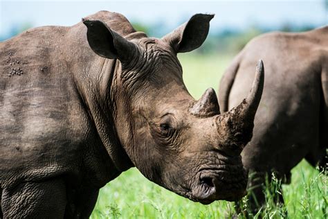 The Endangered Fate of the Javan Rhino in Indonesia | Expat Life in ...