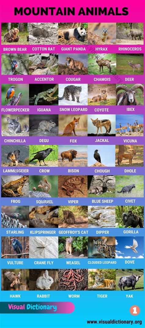 Mountain Animals: Big List of 115+ Names of Animals Live in the High Mountains - Visual ...