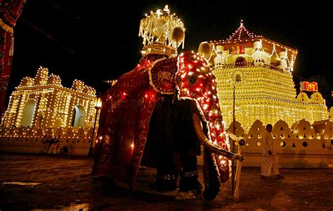 The great tusker of the Sri Dalada Maligawa carrying the scared tooth relic of Lord Buddha ...