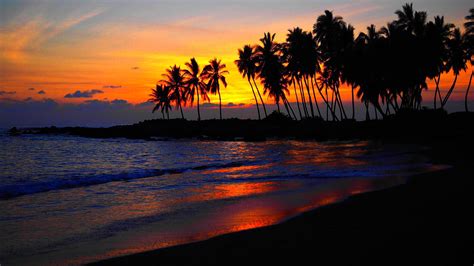 Several palm trees, beach, sunset, palm trees HD wallpaper | Wallpaper ...