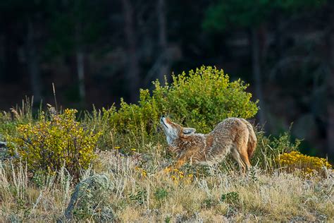 Wildlife of Rocky Mountain National Park | Nature Photography