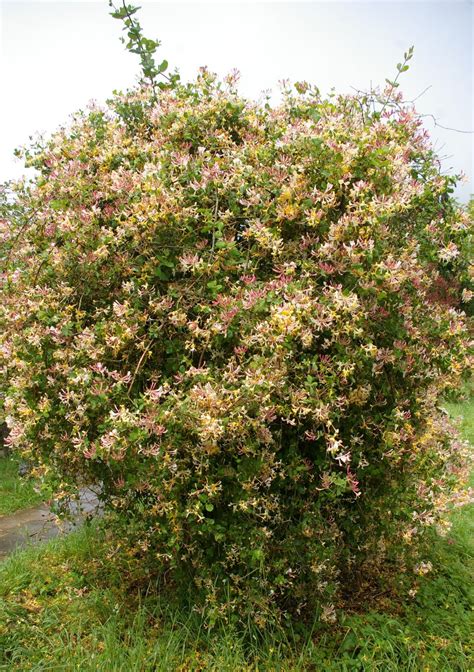 Lonicera periclymenum - Trees and Shrubs Online