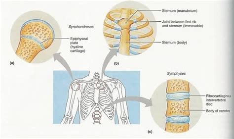 Cartilaginous joints are when two bones are linked by cartilage fibers. Synchondroses refers to ...