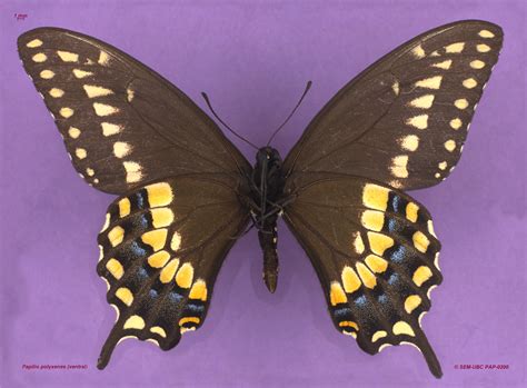 Papilionidae