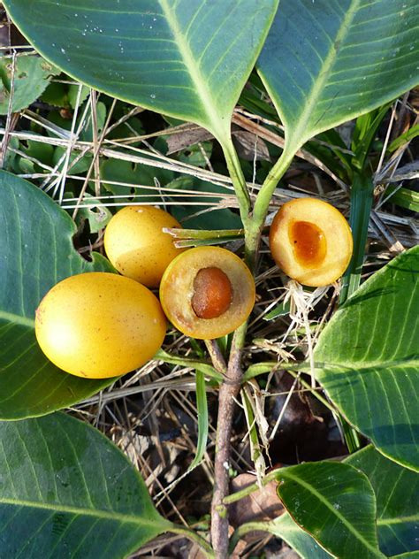 Abiu Tropical Fruit Tree (pouteria caimito) – Urban Tropicals