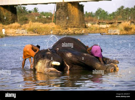 Elephant bathing in Bharathapuzha River in Cheruthuruthy, Kerala, India ...