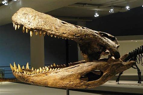 Purussaurus, The Prehistoric Predator More Powerful Than T.Rex