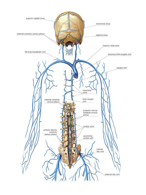 Internal Vertebral Venous Plexus